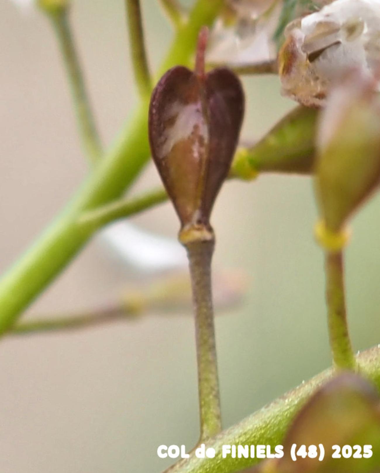 Pennycress, Alpine fruit